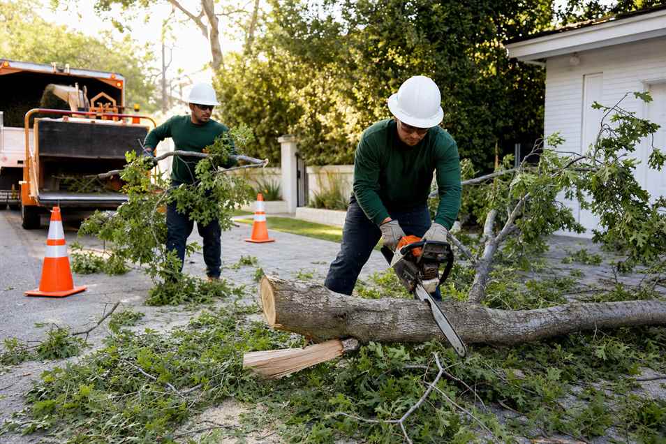 Emergency tree crew clearing a fallen branch